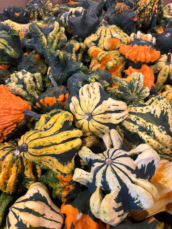 Mini Gourds