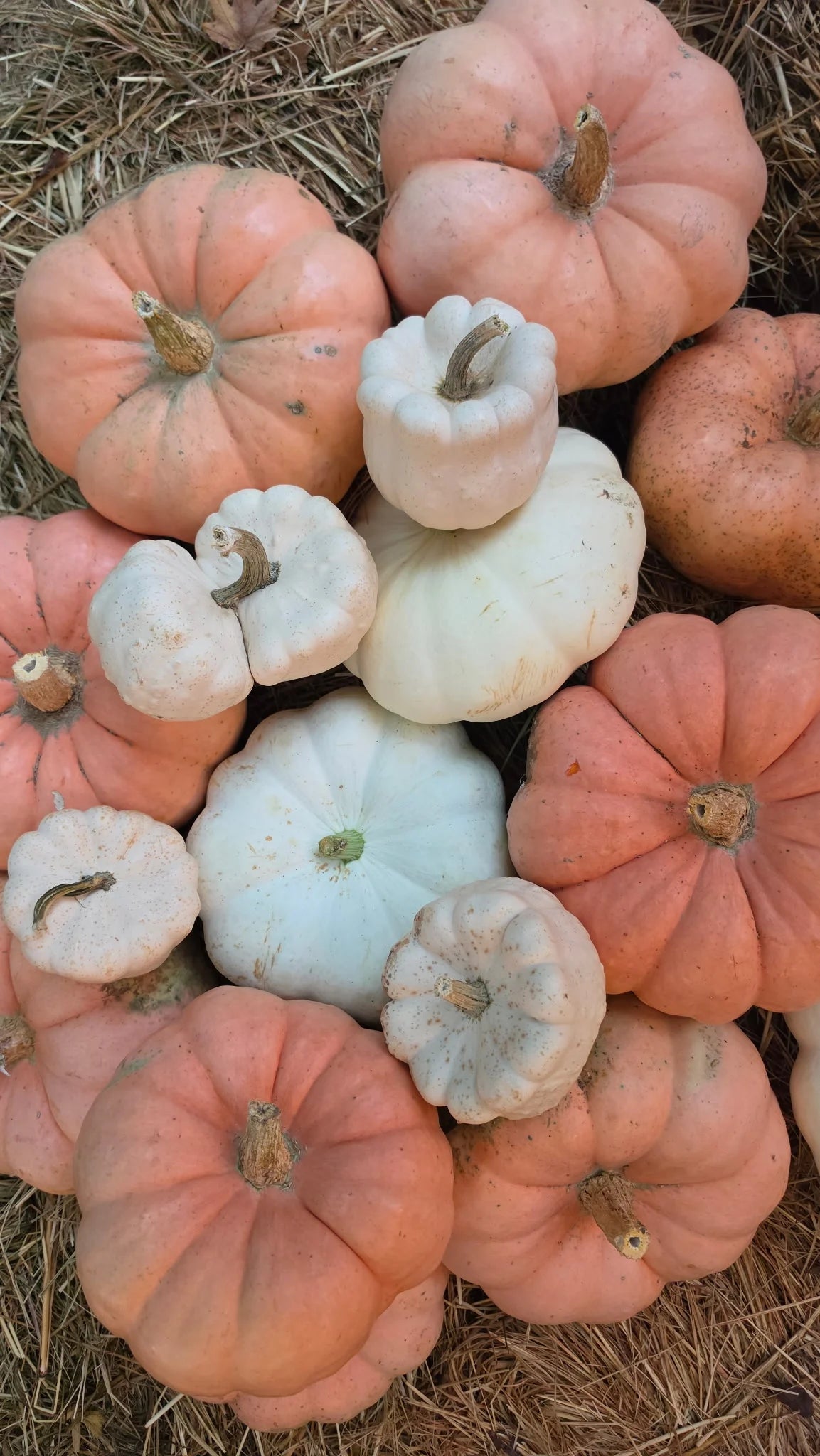 Pink Pony Club: blush pink and white heirloom pumpkins